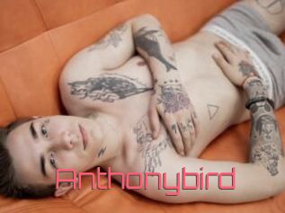 Anthonybird