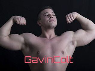 GavinColt