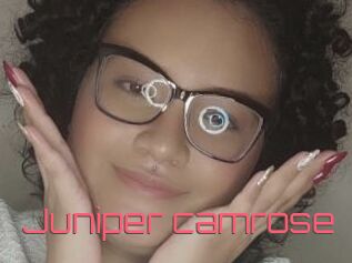 Juniper_camrose