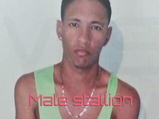 Male_stallion