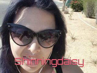Shinningdaisy