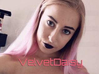 VelvetDaisy
